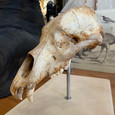 Fossil Cave Bear Skull on Museum Base