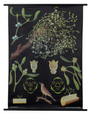 Mistletoe Botanical Poster