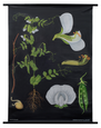 Pea Botanical Poster