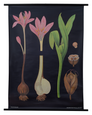 Meadow Saffron Botanical Poster