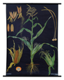 Maize Botanical Poster