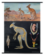 Red Kangaroo Zoological Poster