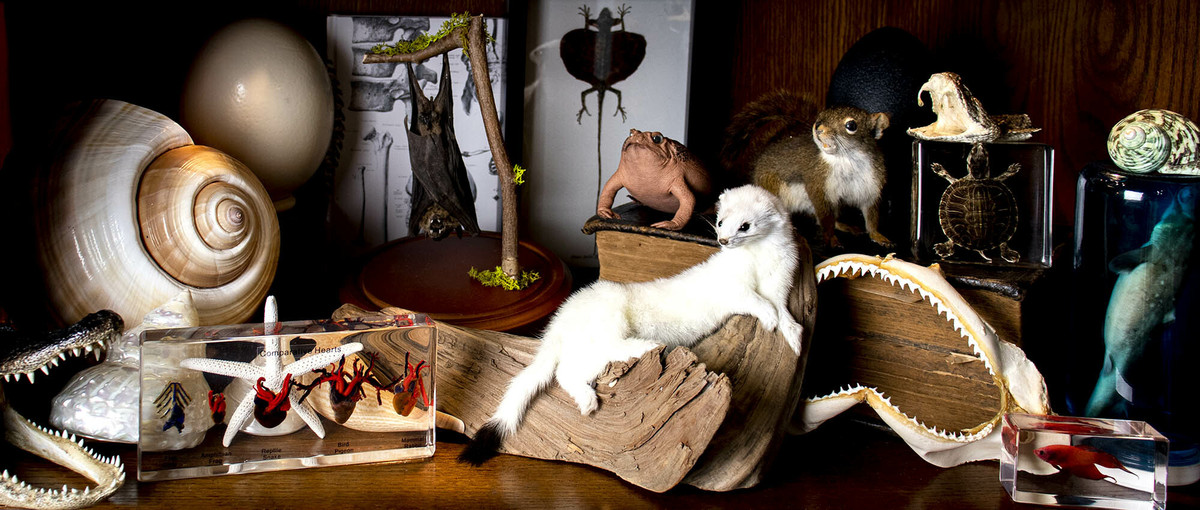 Taxidermy & Aquatica