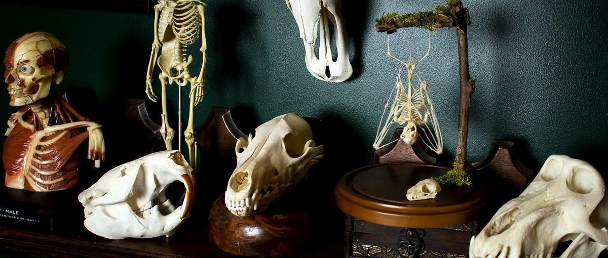 Skulls & Skeletons