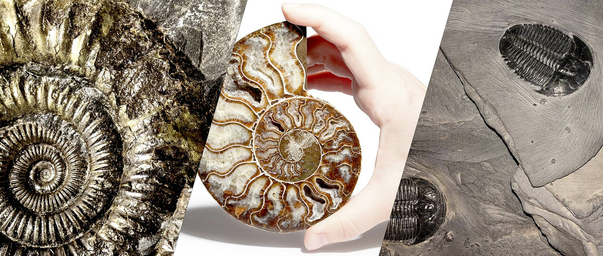 Ammonites & Trilobites