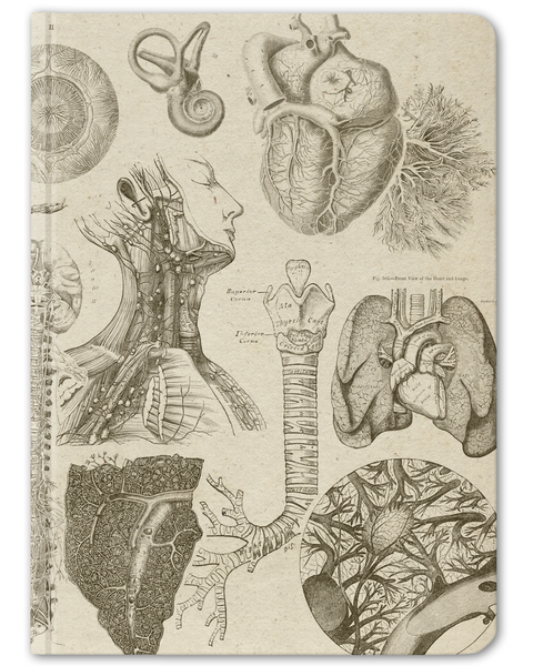 Anatomical Journals | Evolution Store