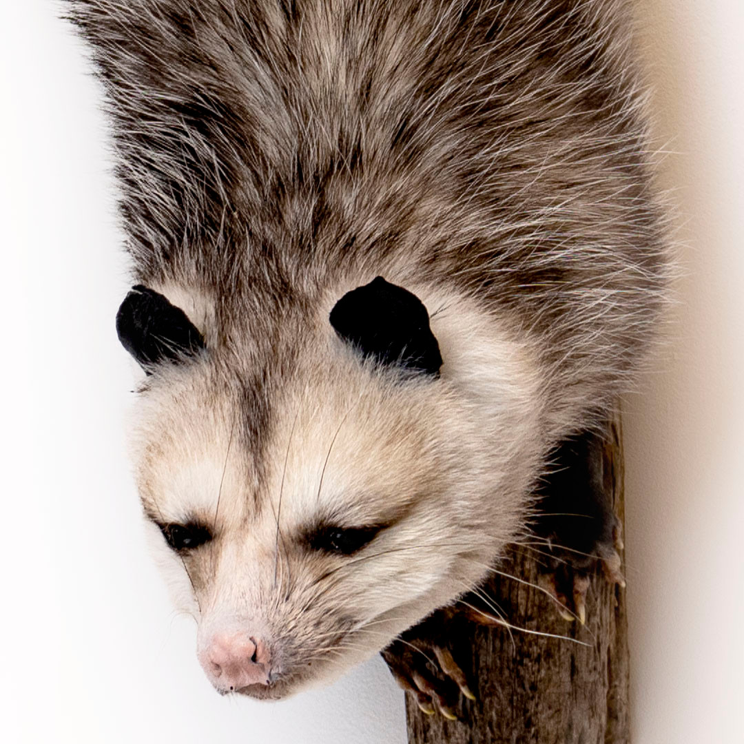 Hanging Virginia Opossum Taxidermy Evolution Store