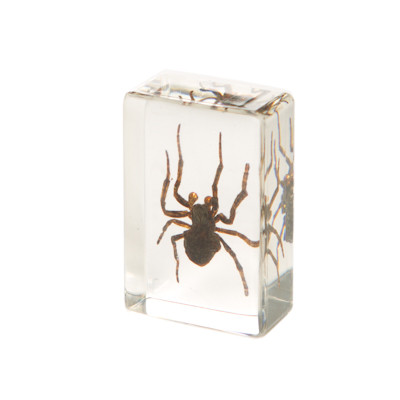 Orb Weaving Spider in Resin - The Evolution Store