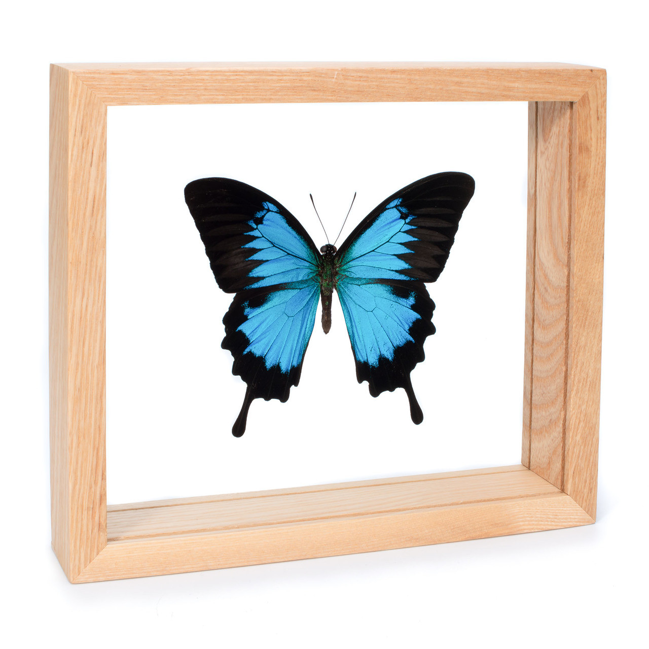 Natural World Wall Art - Butterfly