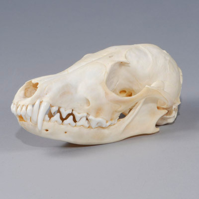 Fox Skull | Evolution Store