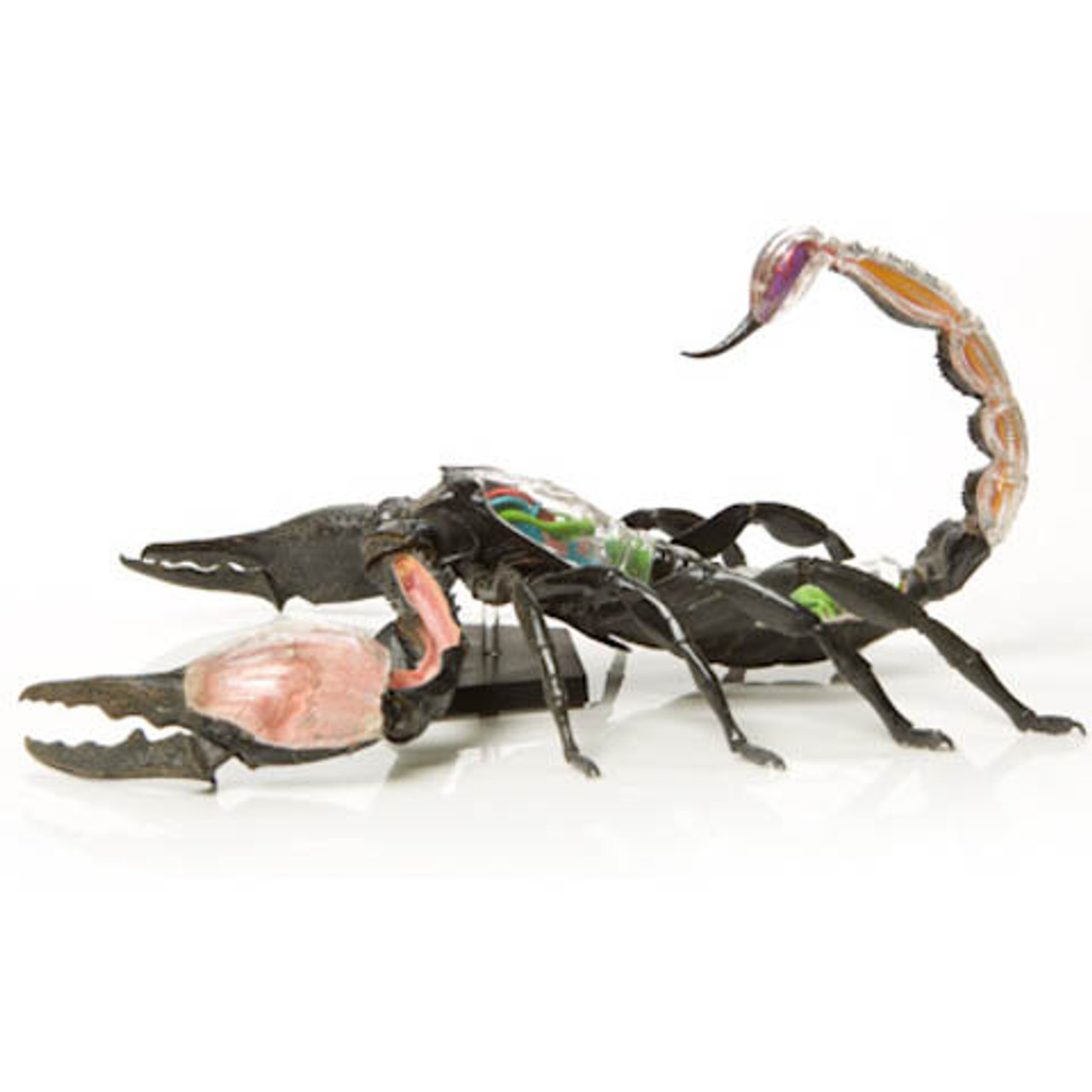 Scorpion Anatomy