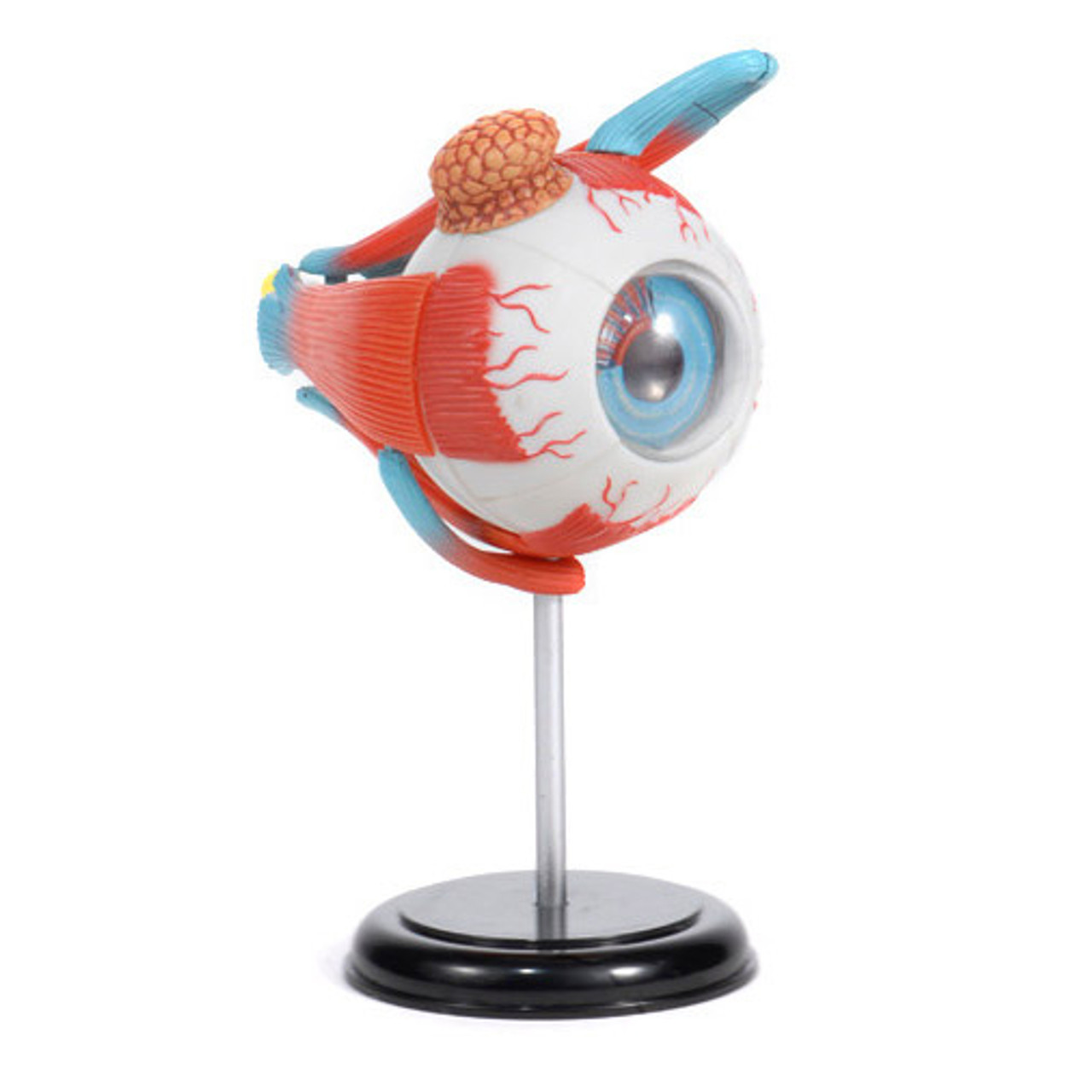 Anatomical Snap-Together Kit, Eye - The Evolution Store