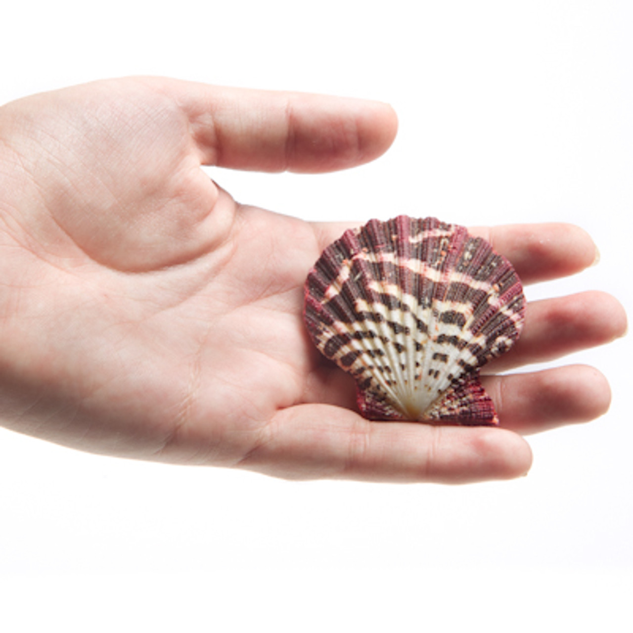 Mexican Deep Scallop Sea Shells - Pecten vogdesi