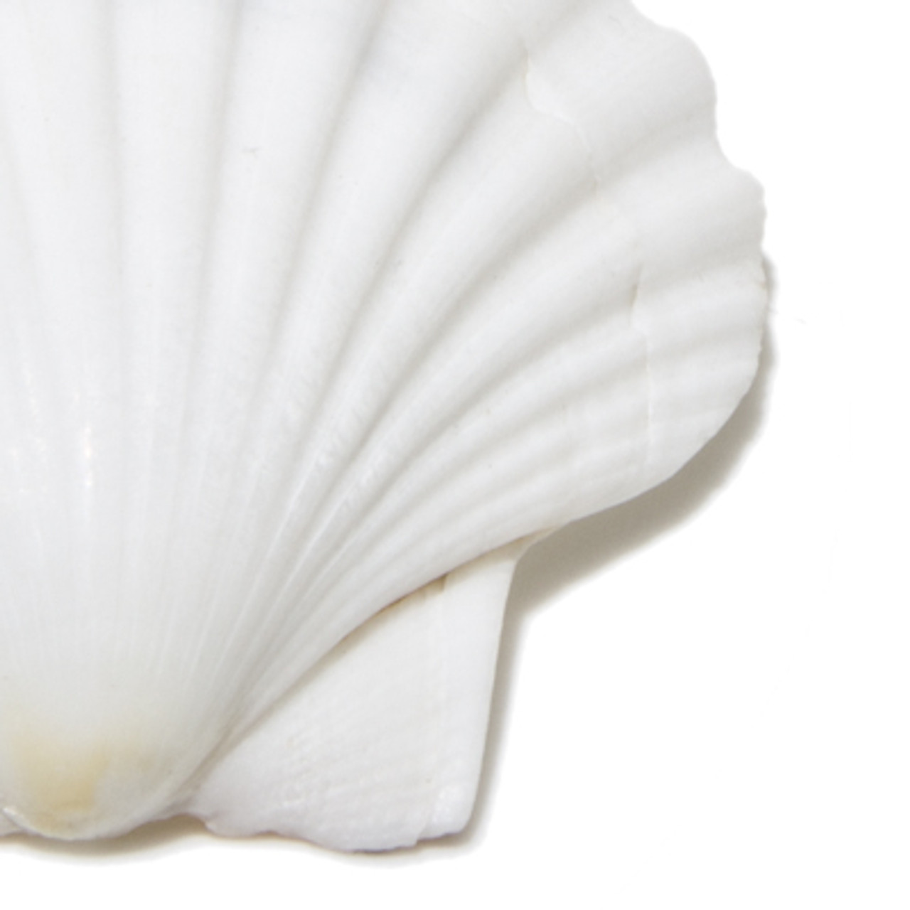 Great Scallop Seashell