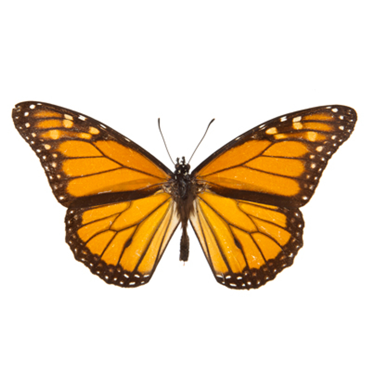 Monarch Butterfly (Danaus plexippus) Dimensions & Drawings