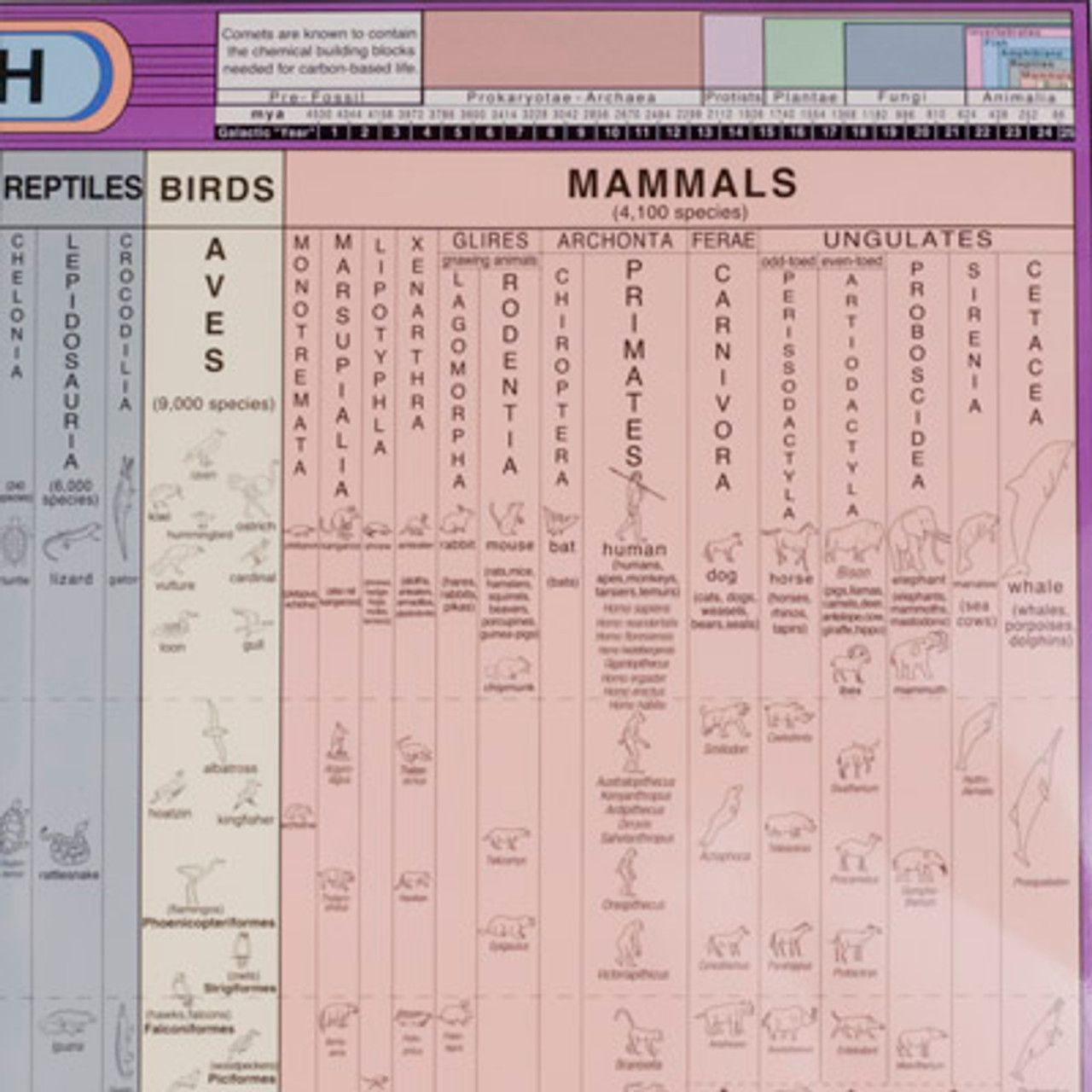 first mammals on earth timeline