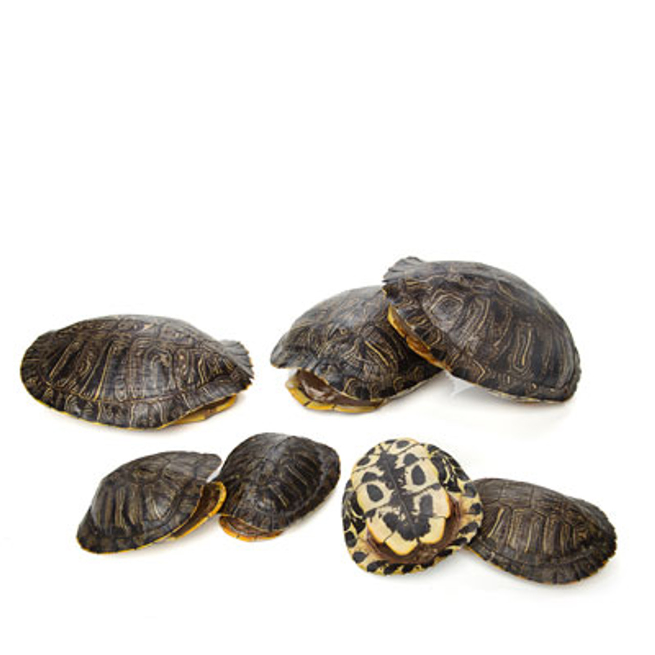 Pond Turtle Shell (7-8 inches) (Natural Bone Quality A) Red Eared Slider  Real Turtle Shell - Genuine - Authentic