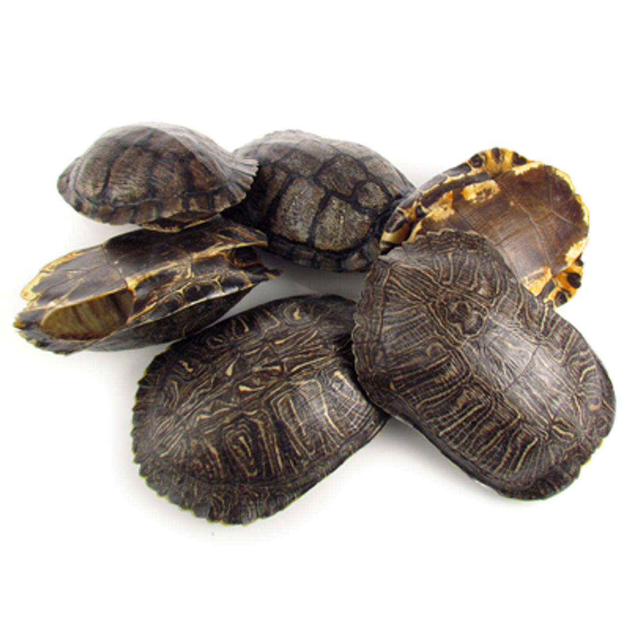 Red Eared Turtle Shell