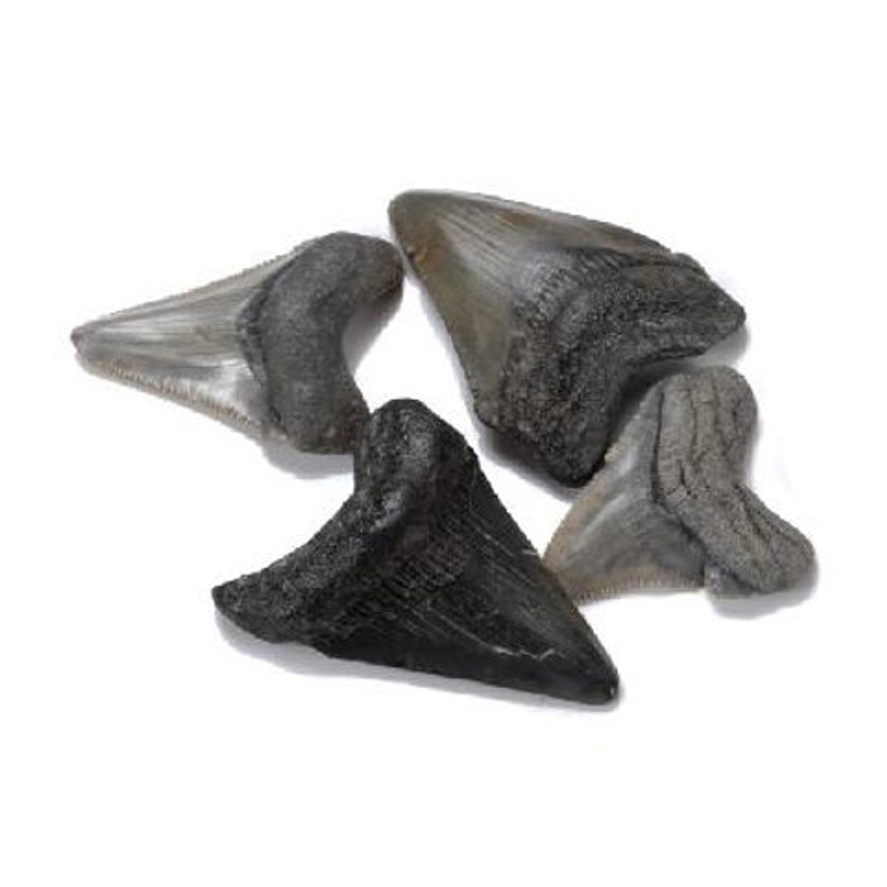 carcharodon megalodon teeth