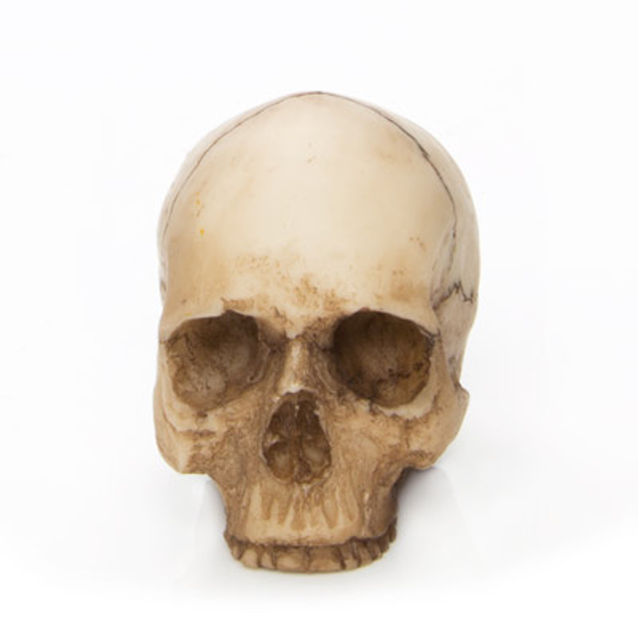 real human skull side view