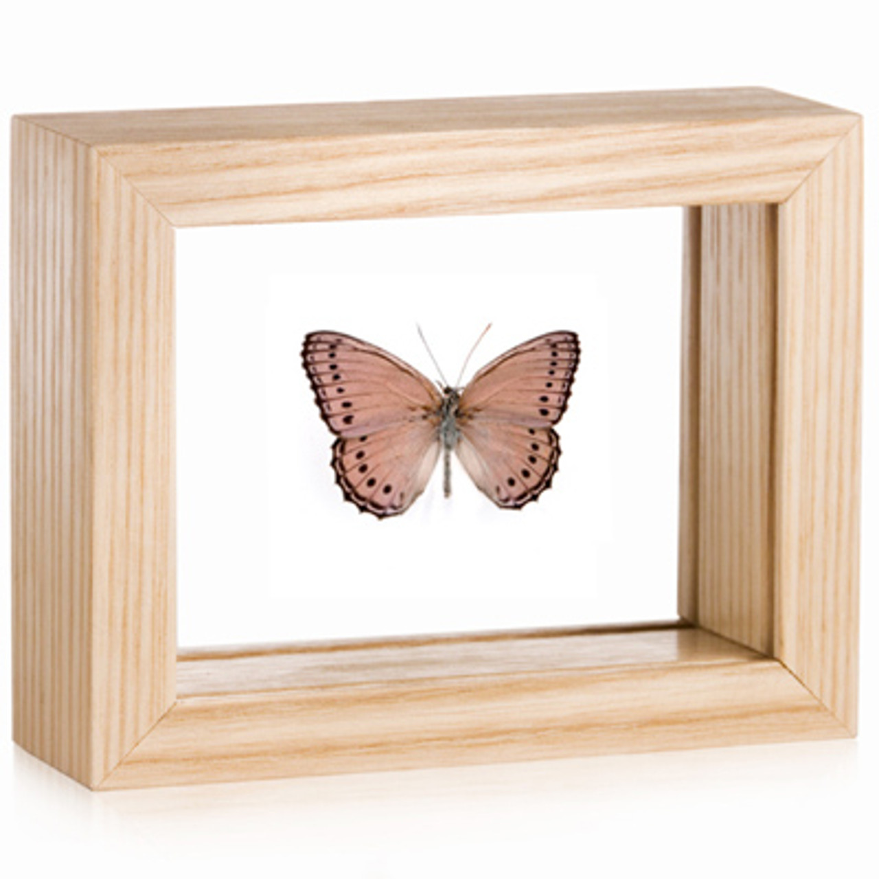 Stichting Nidos  Jay Strongwater Triple Artisan Butterfly Tree