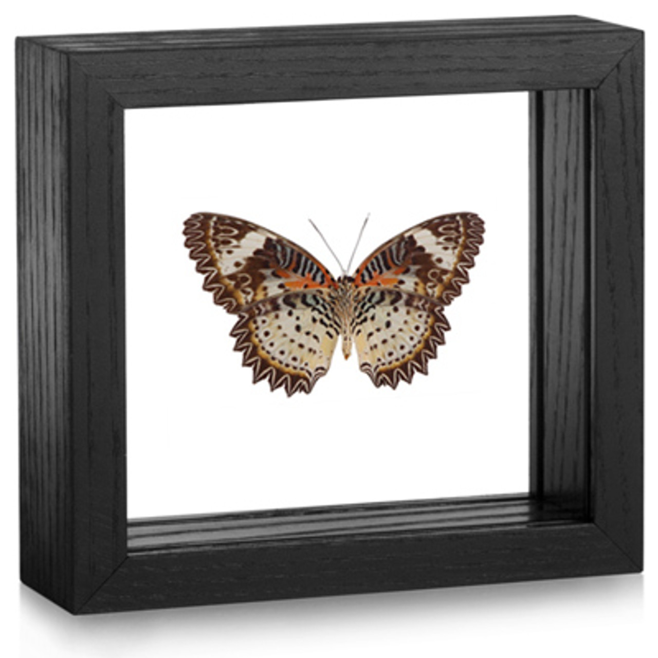 Teal & Rust Butterfly Embellished Fine Art Print in Vintage Frame