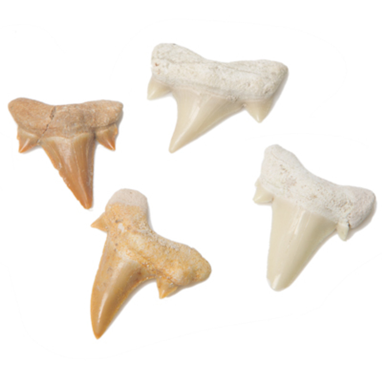 Otodus obliquus - Fossil Shark Tooth | Evolution Store