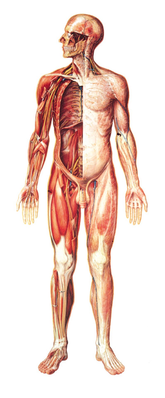 human nervous system on display