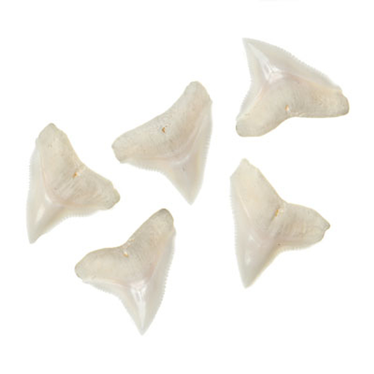 blacknose shark teeth