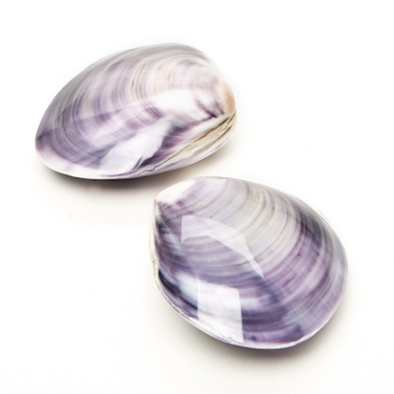 purple seashell