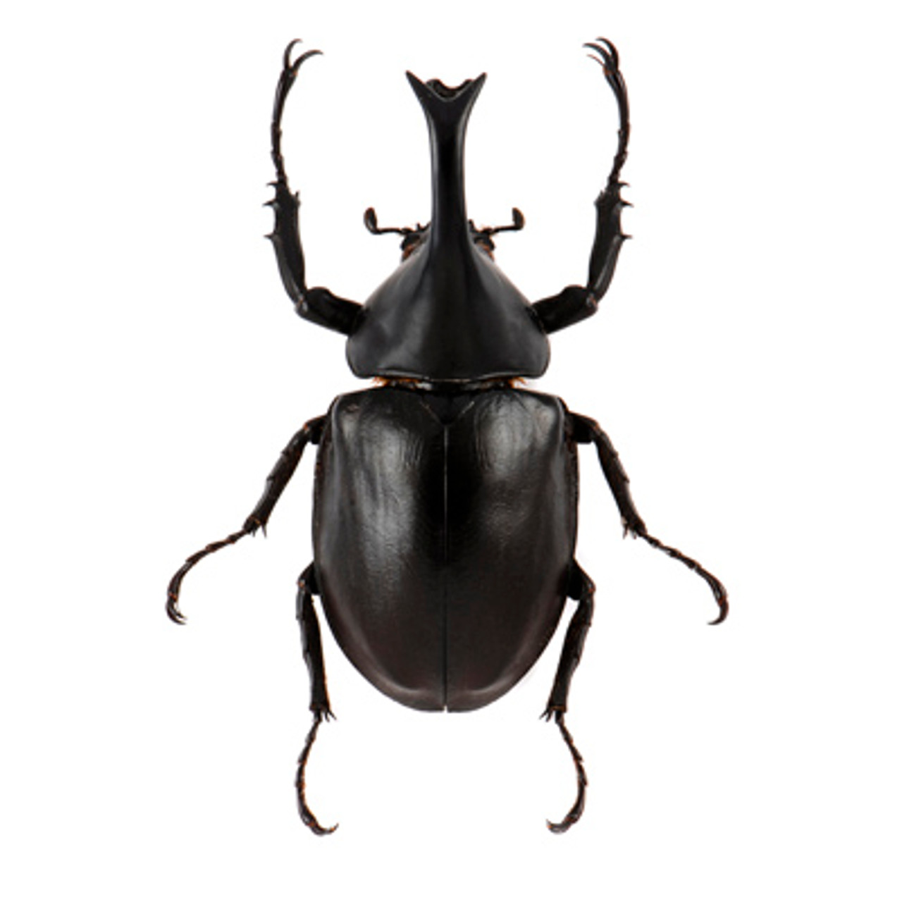 rhino beetle