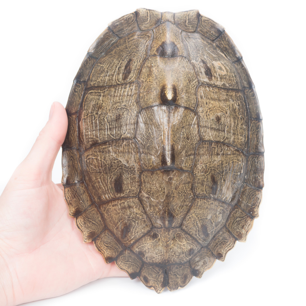 Map Turtle Shell