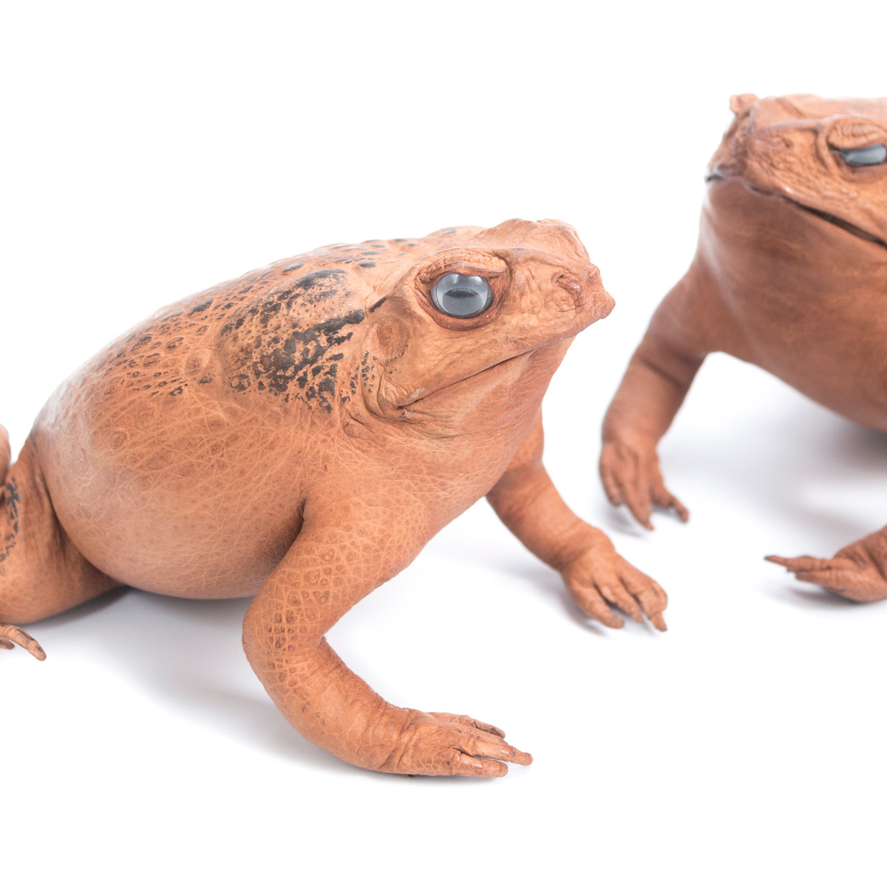 Cane Toad  Evolution Store