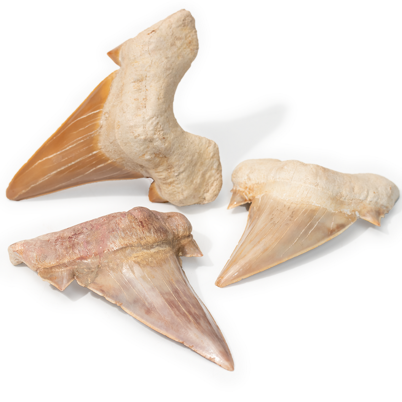 Fossil Otodus Shark Tooth - Large | Evolution Store