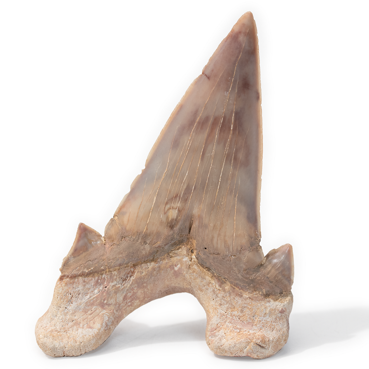 shark fossils