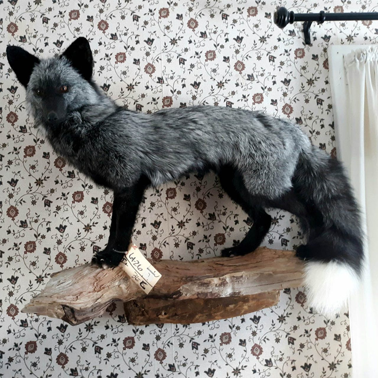 What Exactly Is a Silver Fox?