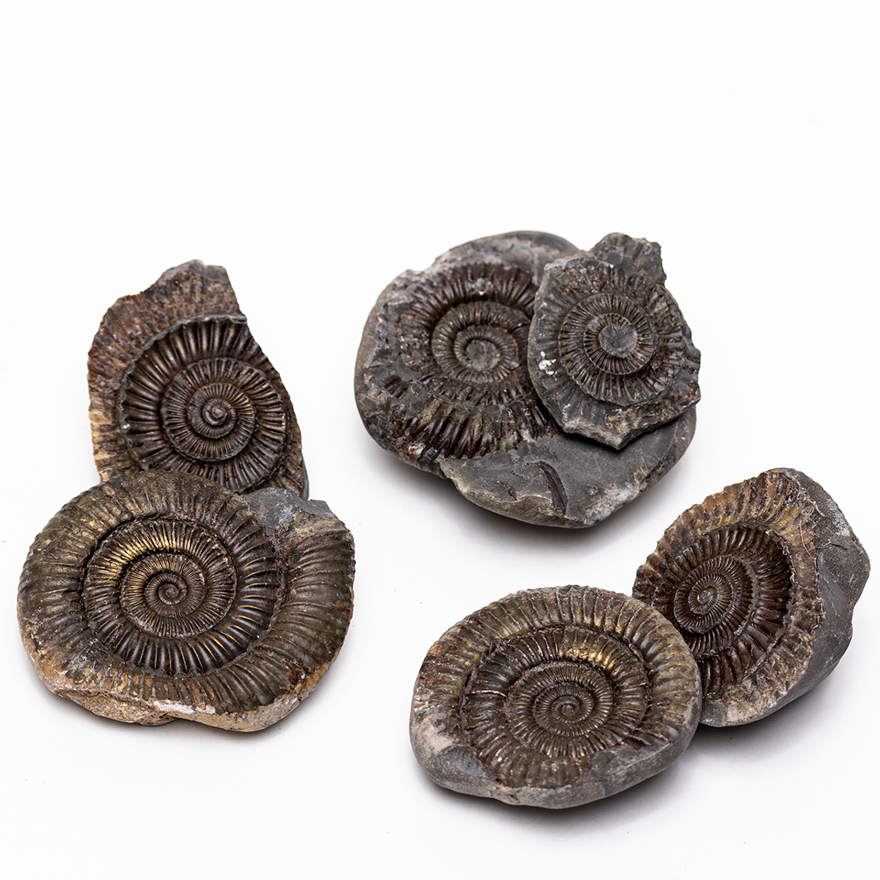 Fossil Ammonite - Dactylioceras sp. Pos/Neg