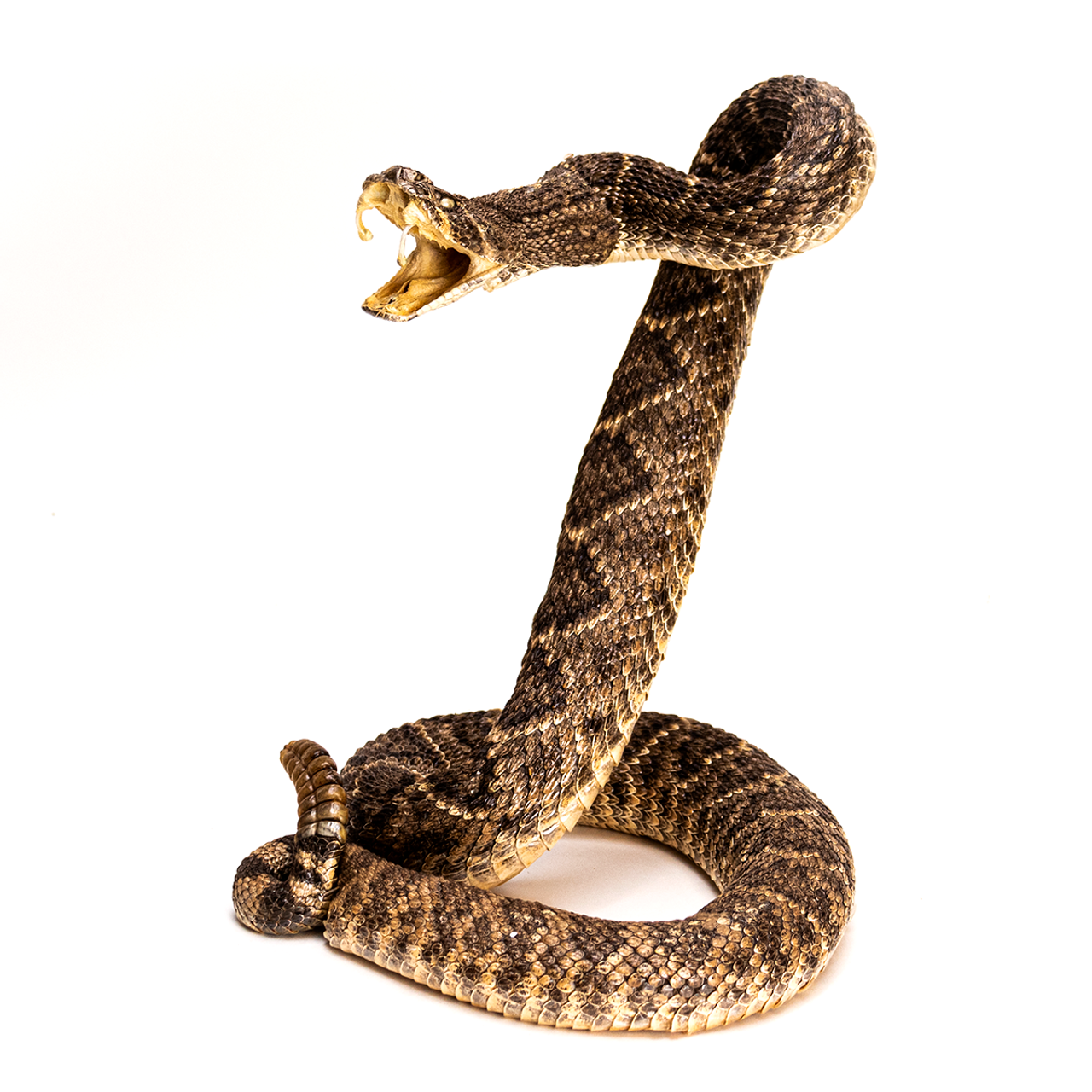 Premium Photo  A giant predatory snake. 3d illustrations