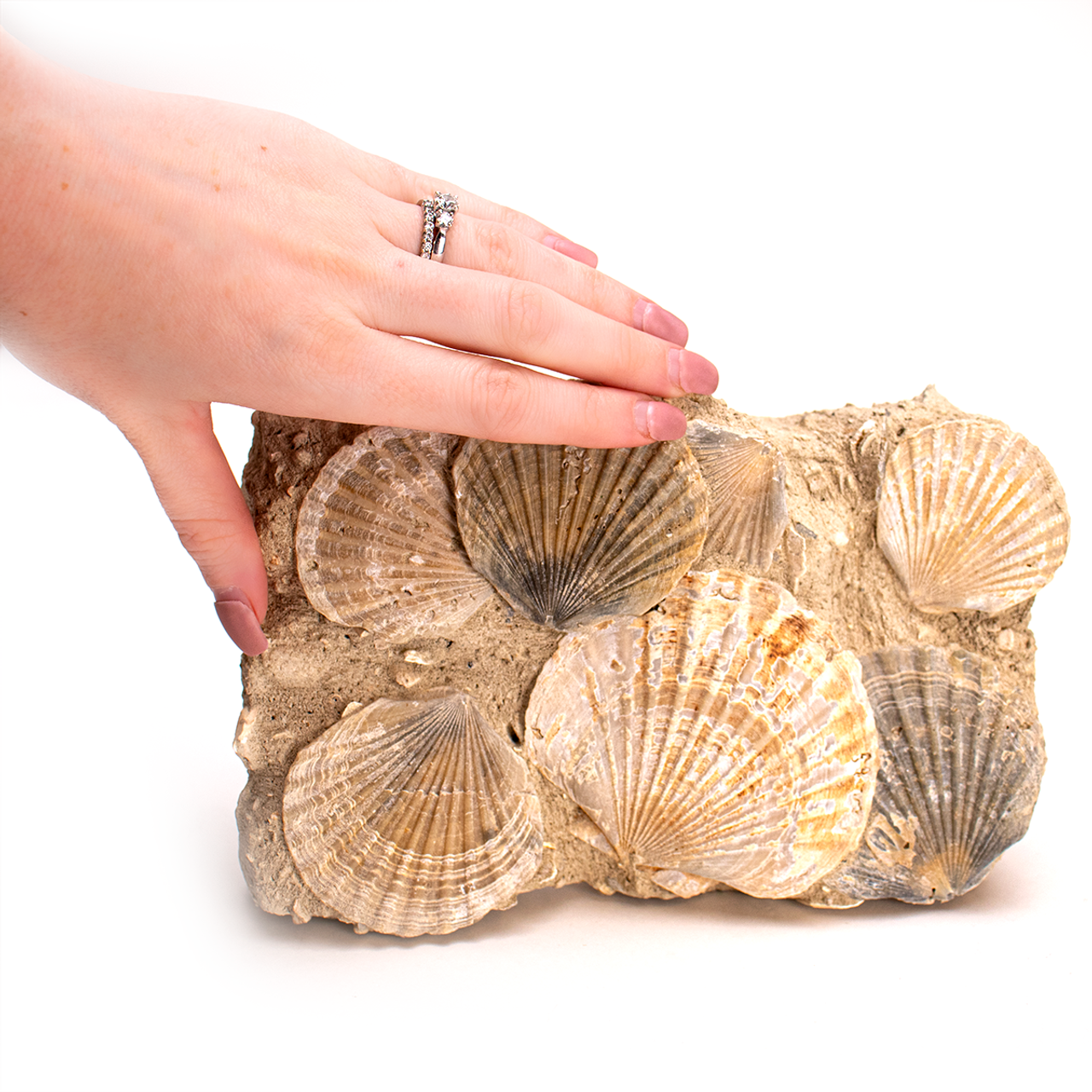 Fossil Clams | Evolution Store