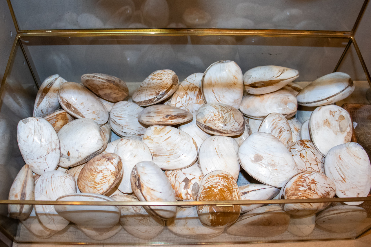 Fossil Bivalve | Evolution Store
