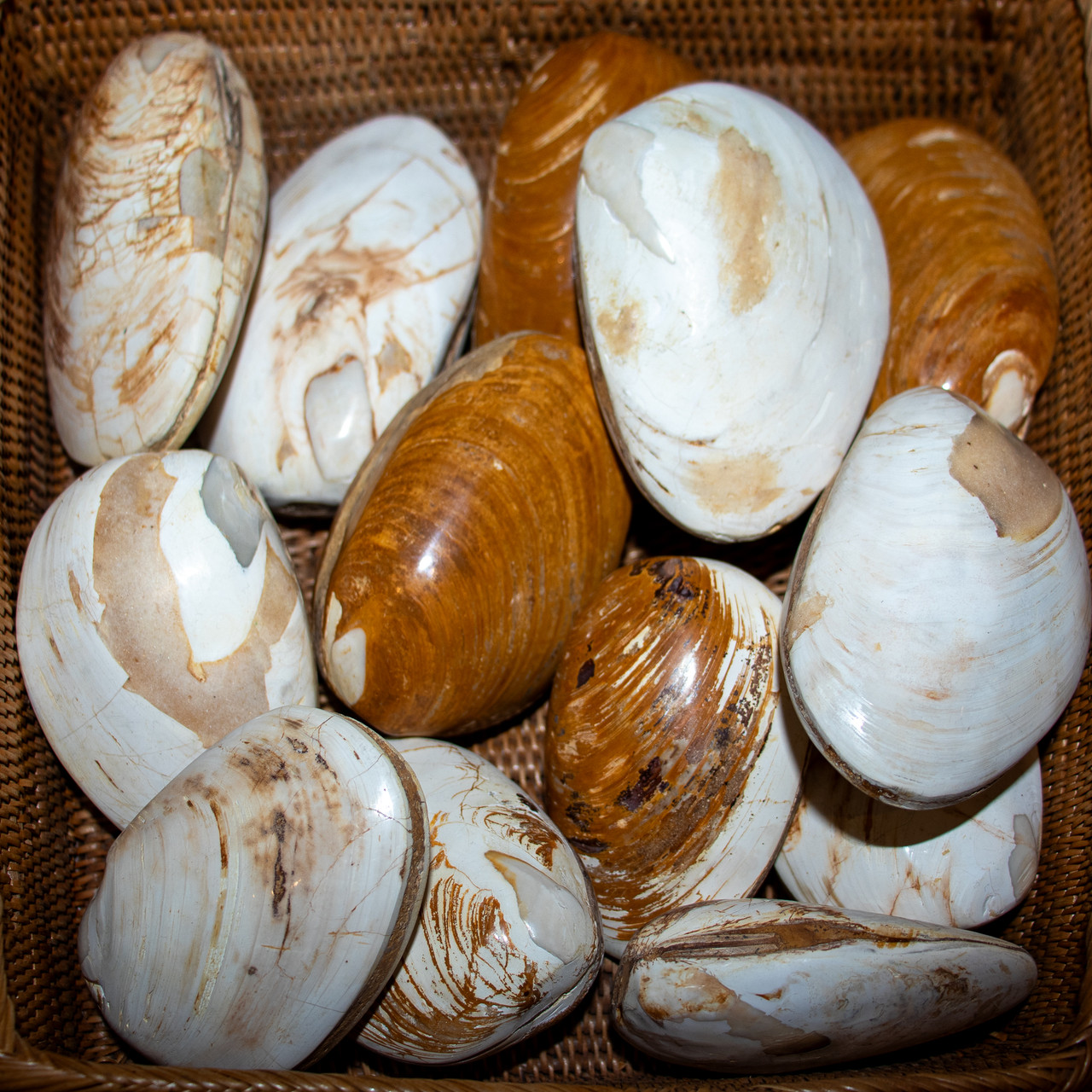 Fossil Bivalve | Evolution Store