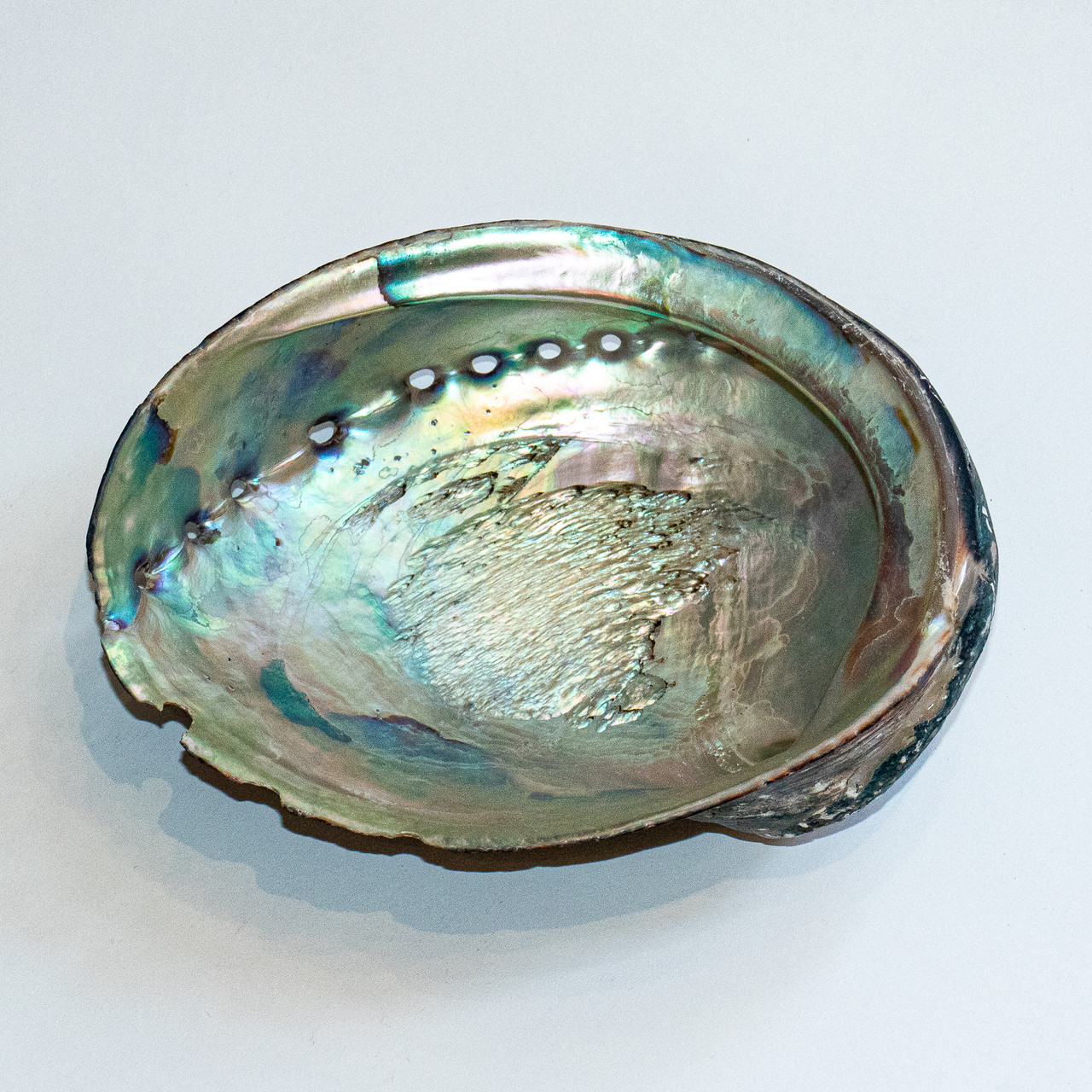 「アバロン」グリーンアバロン アバロンシェル 1255g 815g Green Abalone | Evolution Store