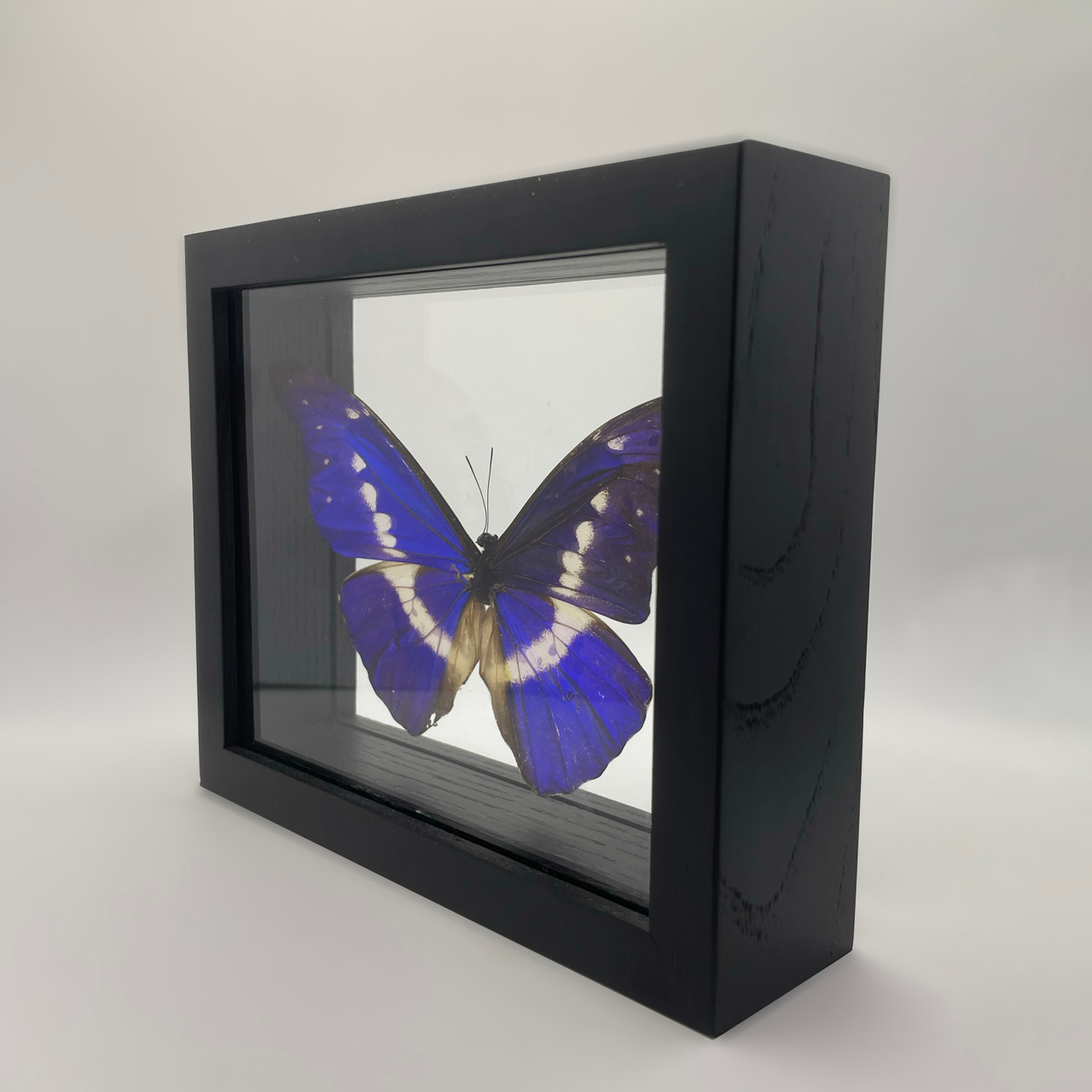 Helena Morpho Butterfly - Morpho Rhetenor Helena | Evolution Store