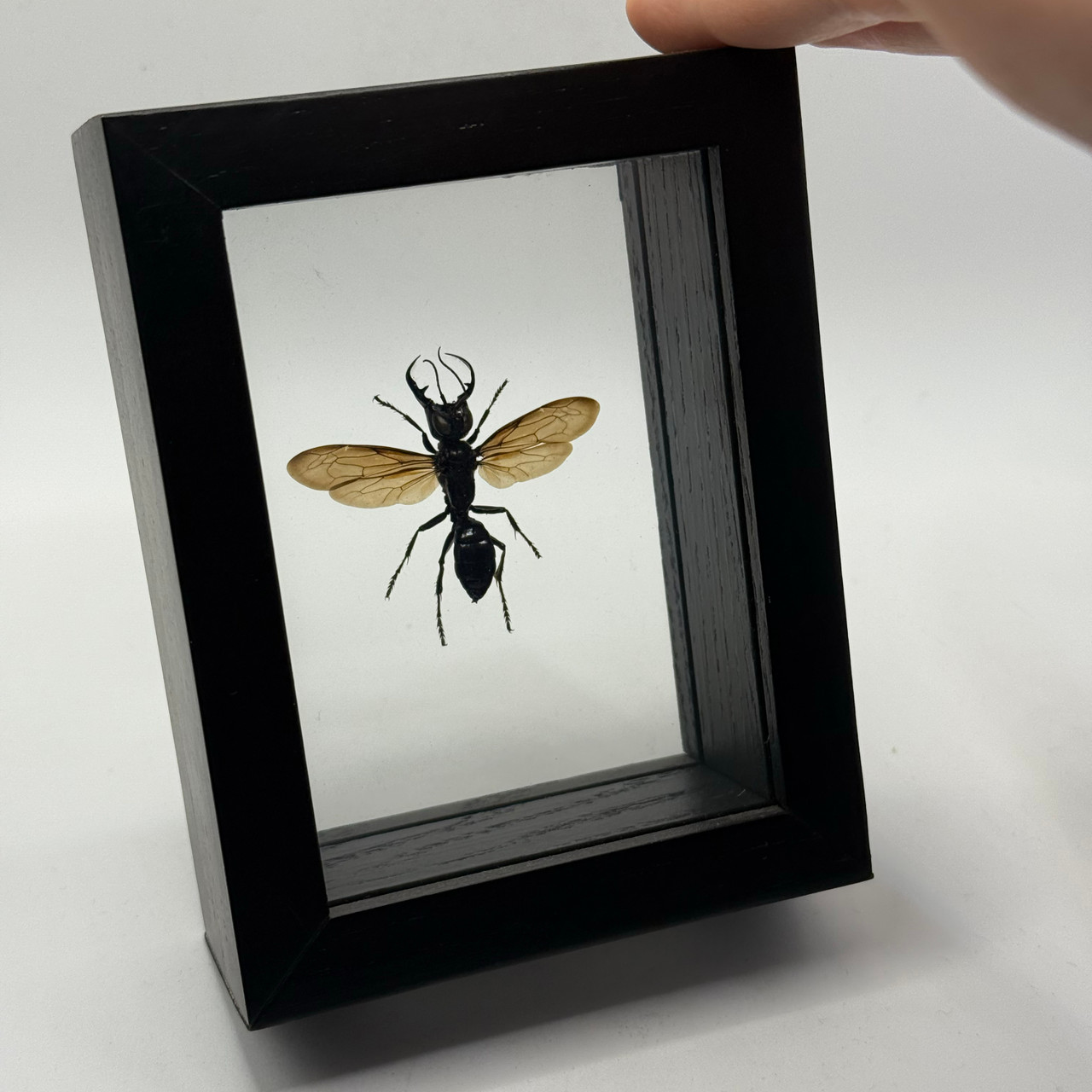 Garuda Wasp - Megalara Garuda | Evolution Store