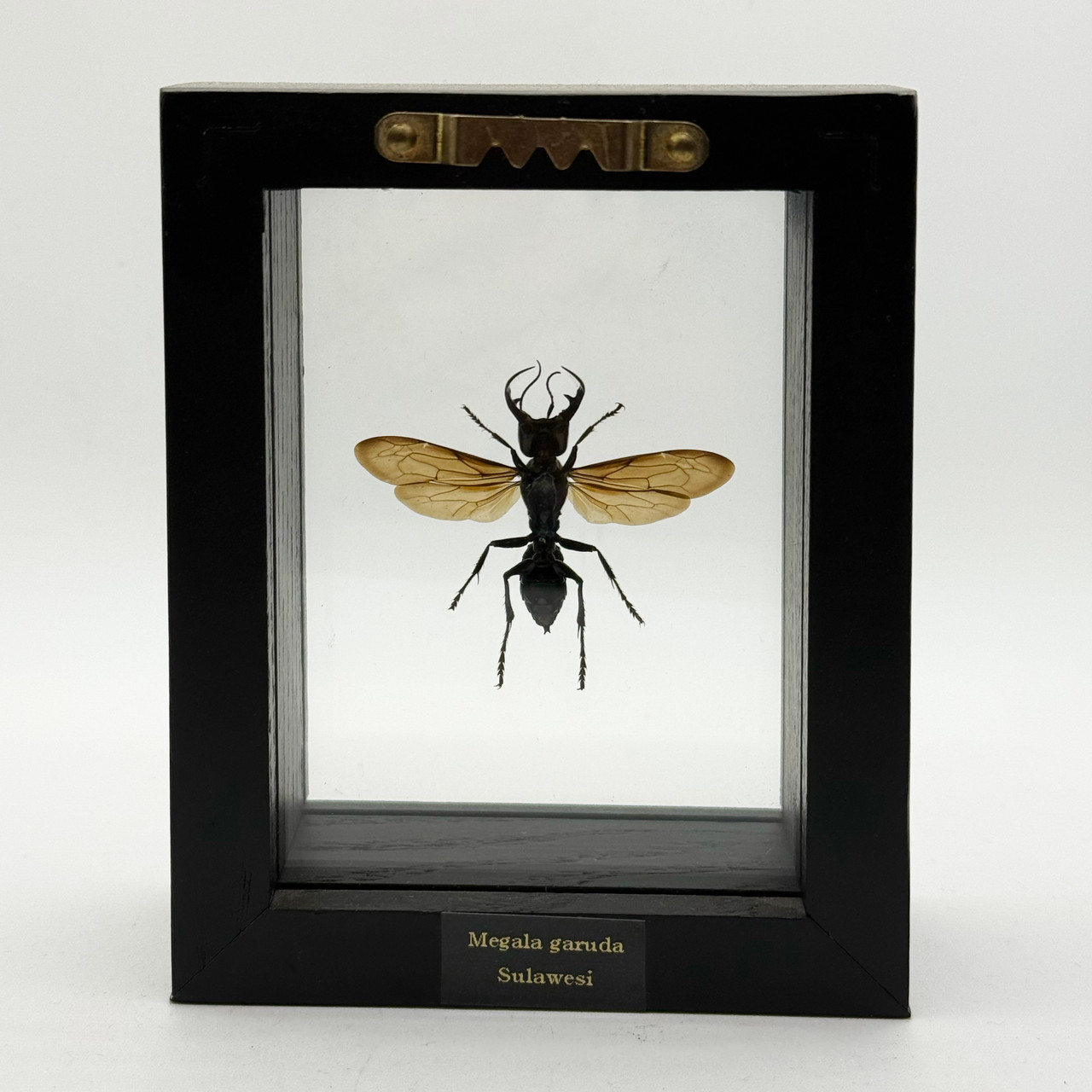 Garuda Wasp - Megalara Garuda | Evolution Store