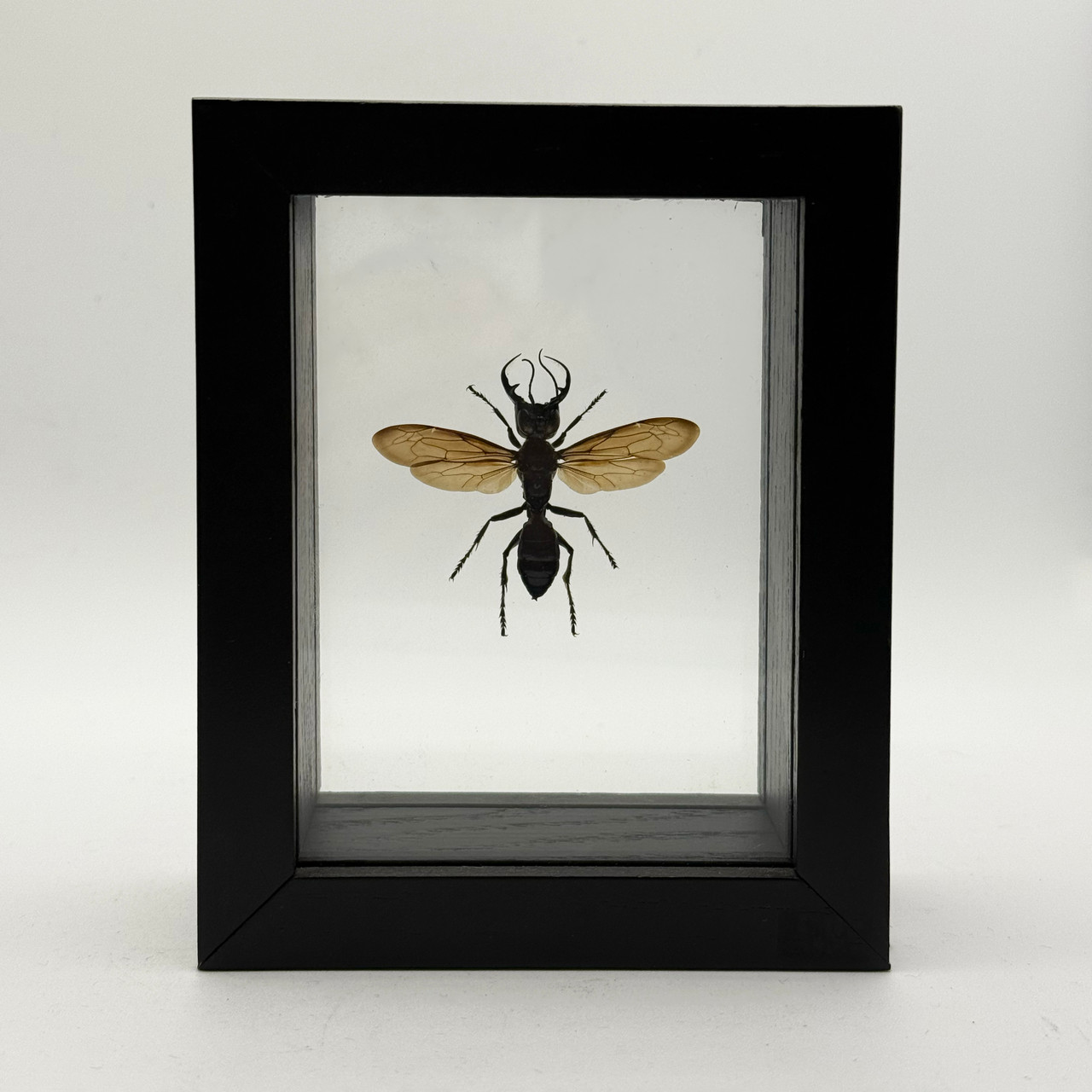 Garuda Wasp - Megalara Garuda | Evolution Store