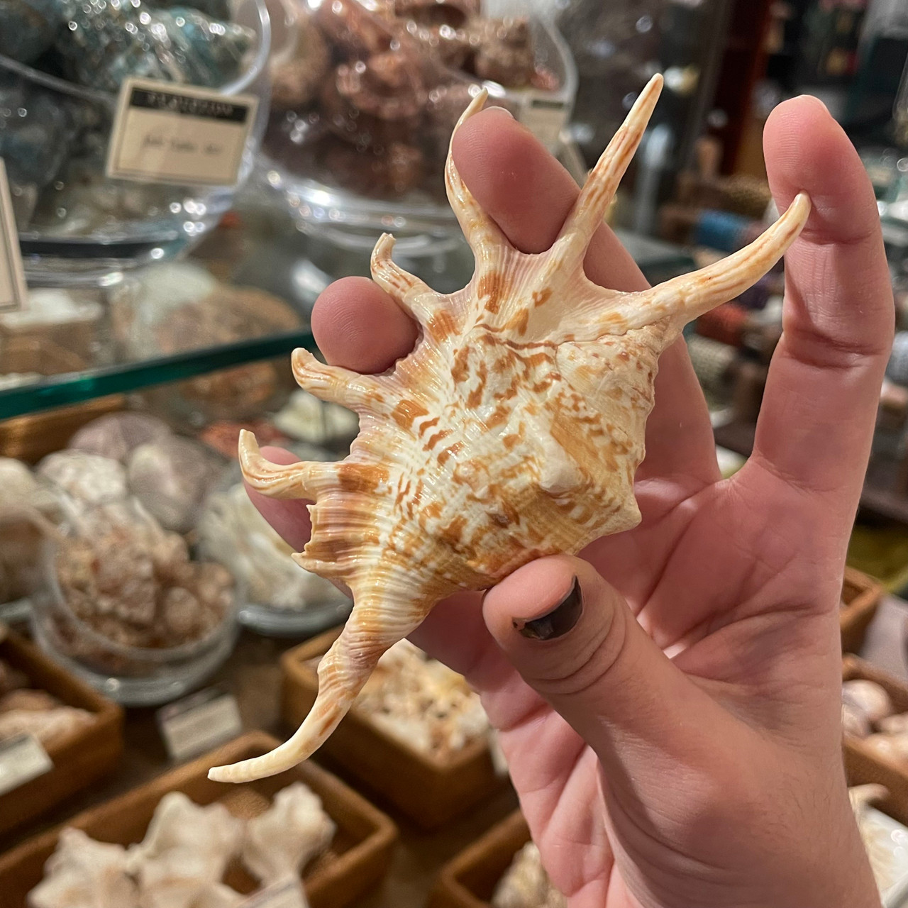 Orange Spider Conch - Lambis crocata | Evolution Store