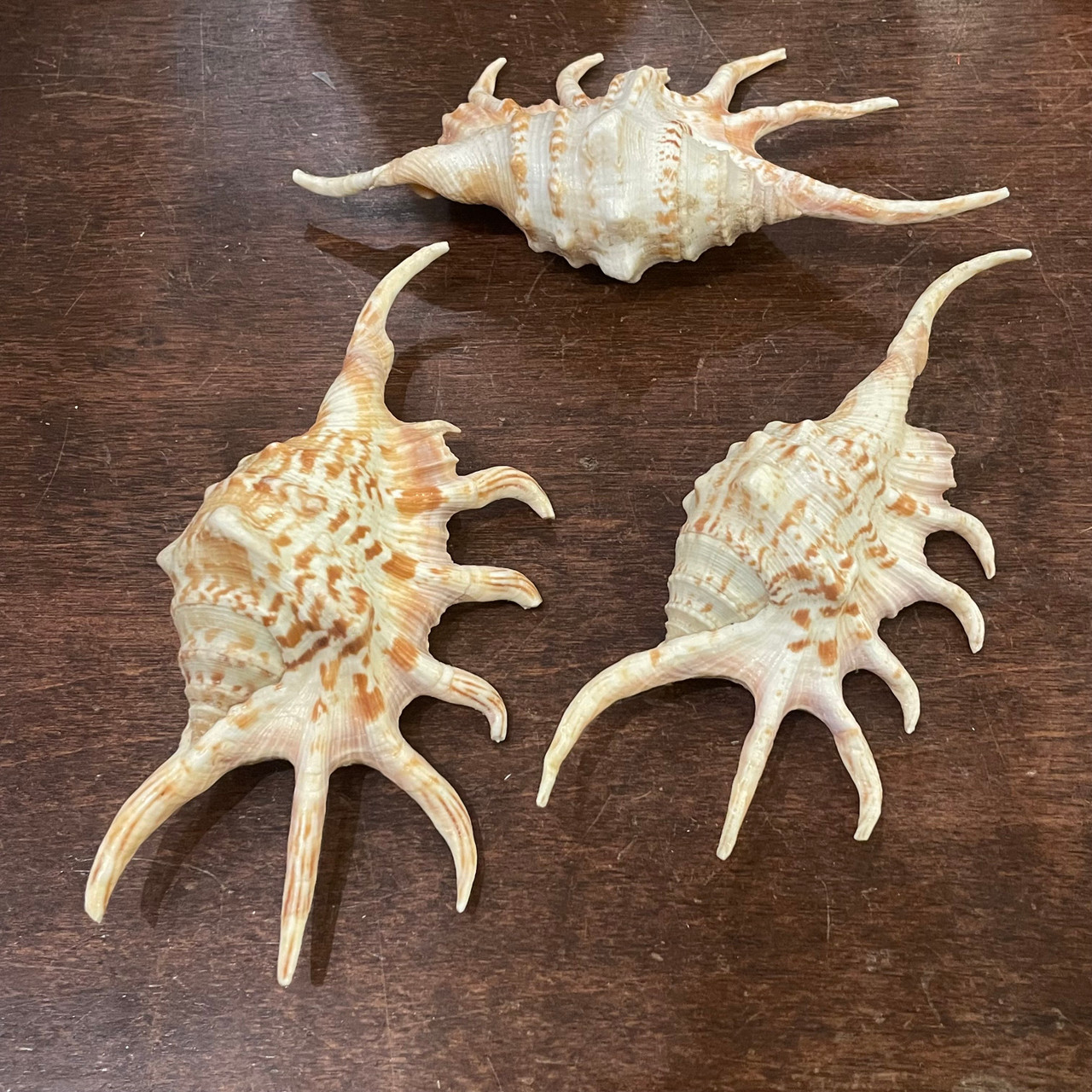 Orange Spider Conch - Lambis crocata | Evolution Store