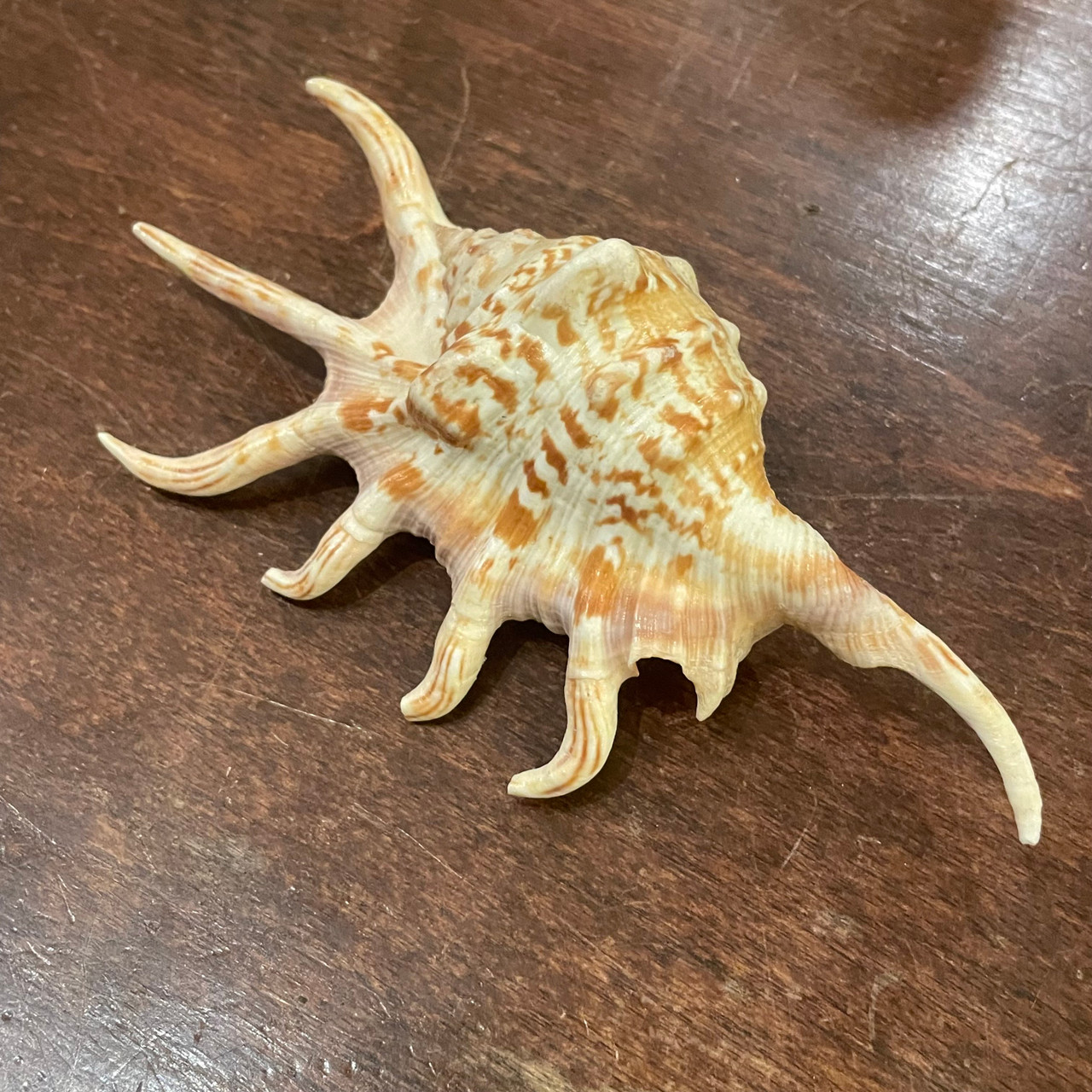 Orange Spider Conch - Lambis crocata | Evolution Store