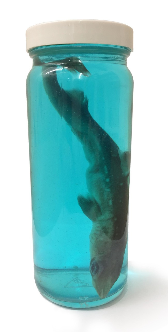 Shark in a Jar | Evolution Store